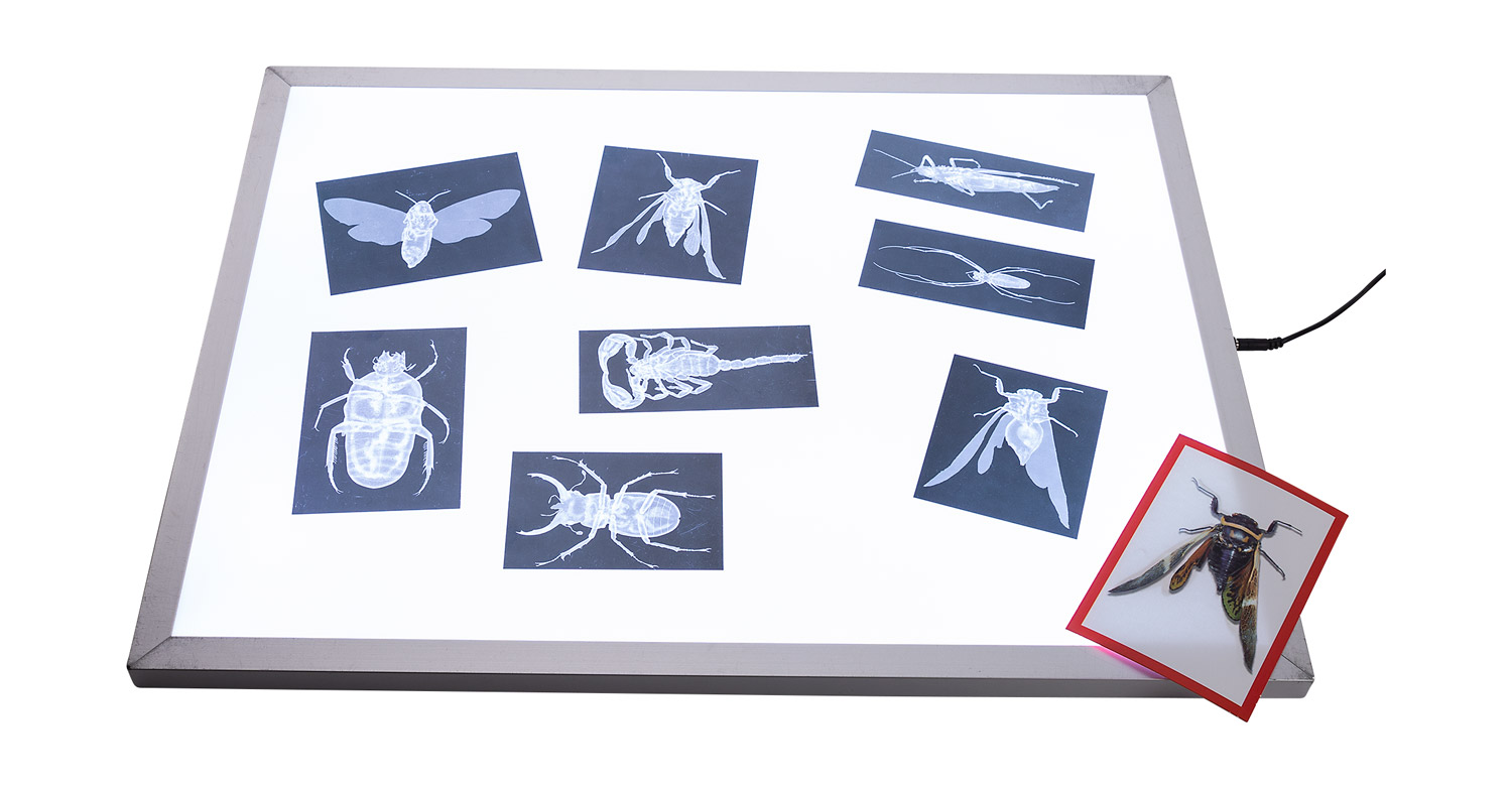 Röntgenbilder Insekten