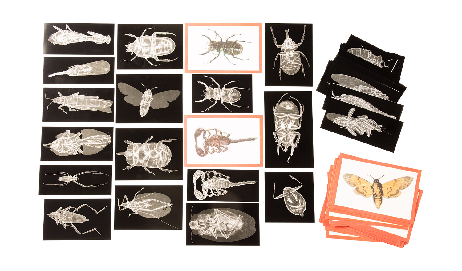 Röntgenbilder Insekten